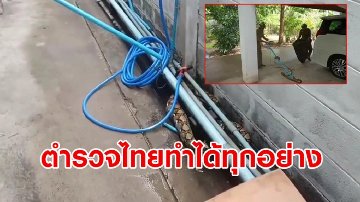 งูให้โชค? จนท.ตำรวจช่วยจับงูหลามขนาด 2 เมตร งูให้โชค? จนท.ตำรวจช่วยจับงูหลามขนาด 2 เมตร