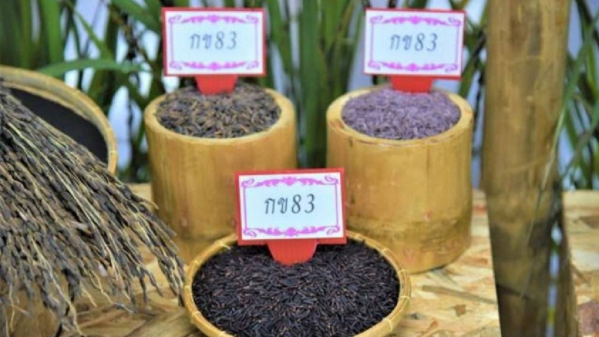 เปิดตัวมะลิดำหนองคาย62 พันธุ์ข้าวเฉลิมพระเกียรติร.10 