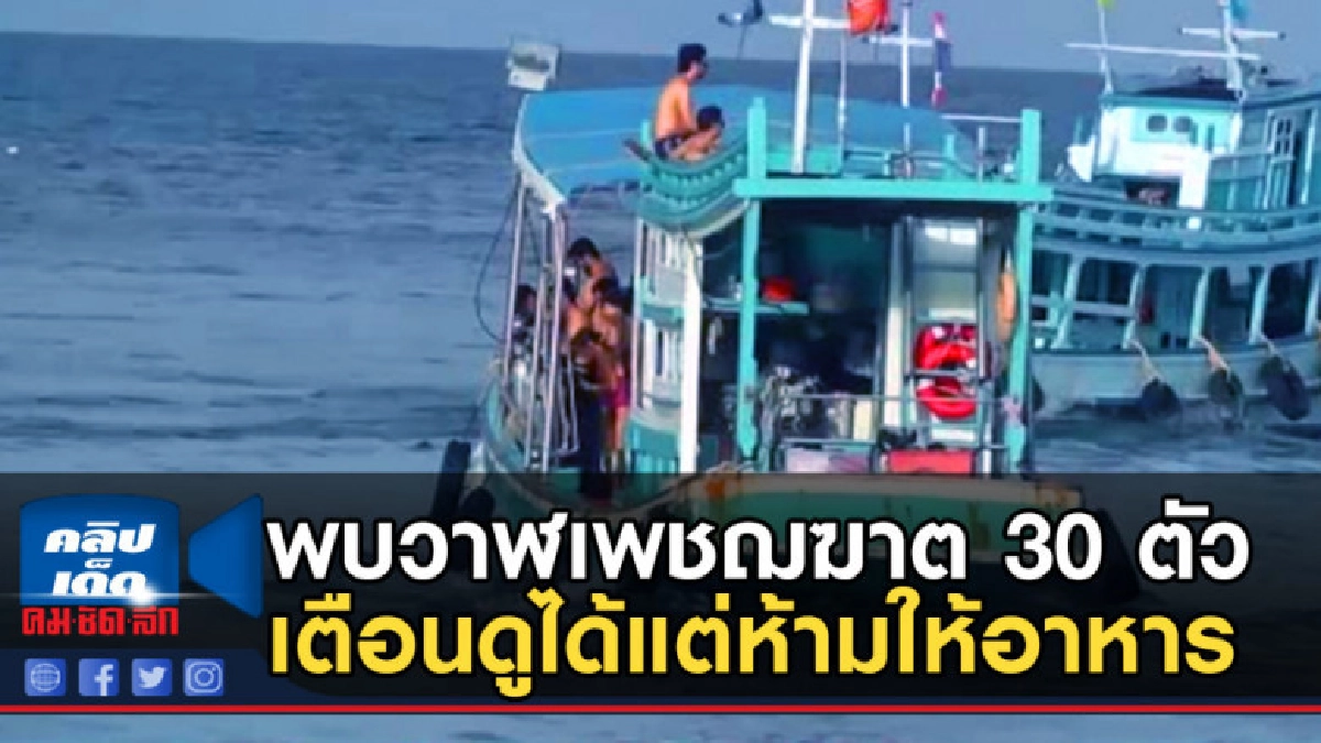 พบวาฬเพชฌฆาตราว 30 ตัวบริเวณเกาะเต่า พบวาฬเพชฌฆาตราว 30 ตัวบริเวณเกาะเต่า