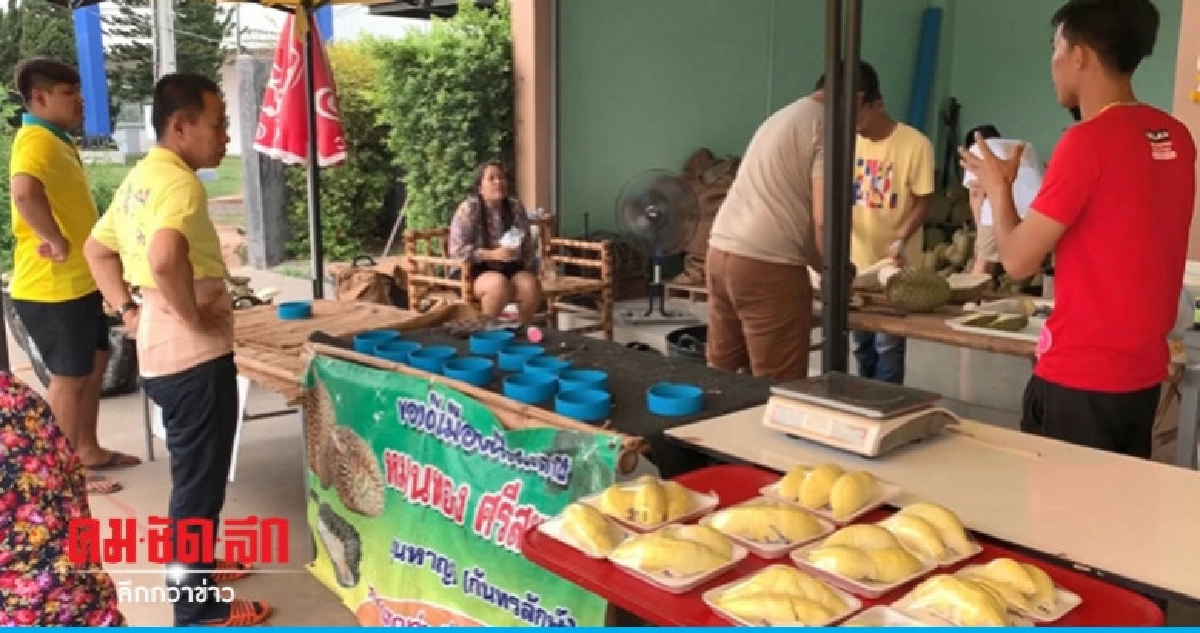 ราคาทุเรียนภูเขาไฟพุ่งต้องขายคุณภาพ ราคาทุเรียนภูเขาไฟพุ่งต้องขายคุณภาพ