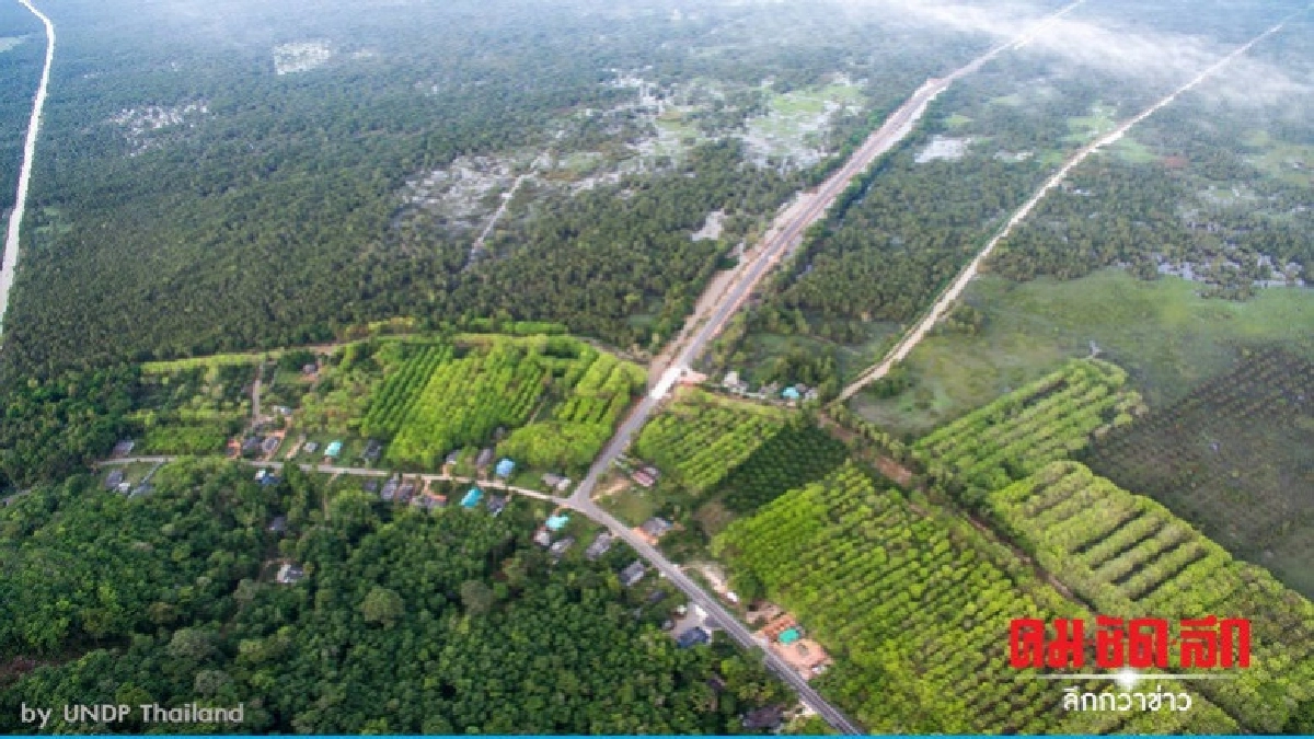 "ป่าพรุ" ลดลง "ยูเอ็นดีพี" ห่วงภาวะโลกร้อน 