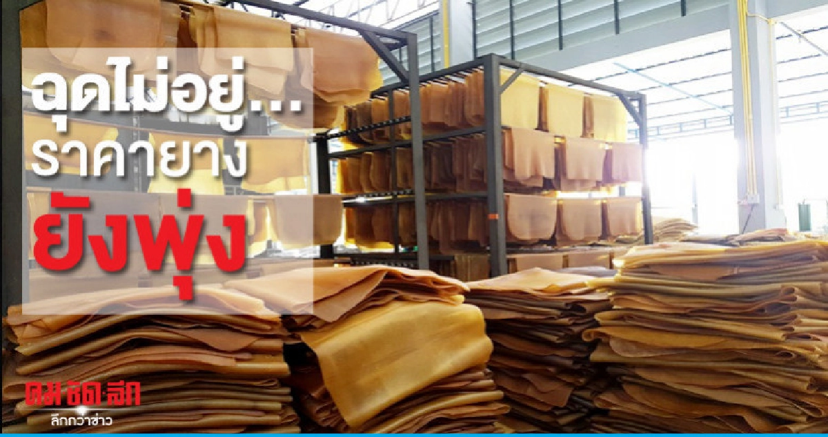 ราคายางพุ่งแตะ 50 บาทต่อกก.