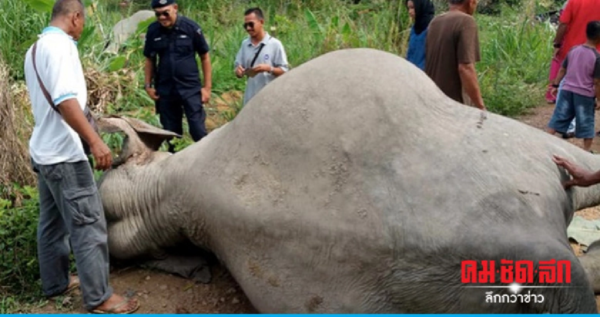  มาเลเซียพบซากช้างเพศเมียตั้งท้อง 3 ตัวคาดโดนสารพิษ