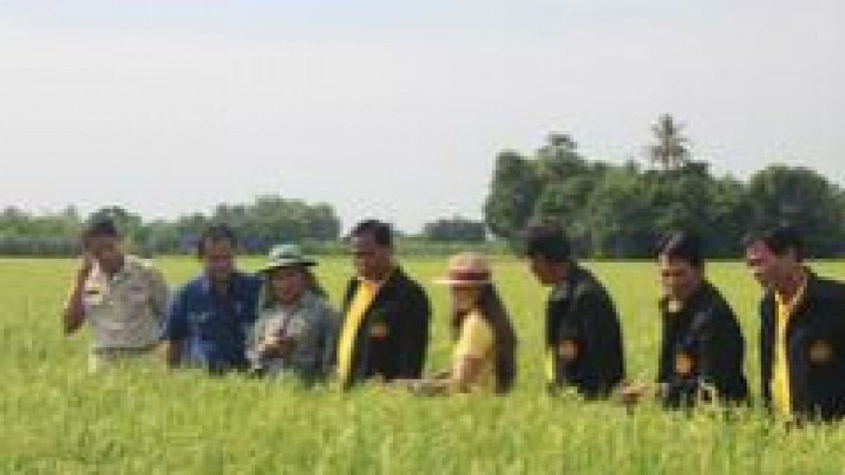 สำรวจพื้นที่สสก.1ชัยนาท ดูผลิตเมล็ดข้าวพันธุ์ดี สำรวจพื้นที่สสก.1ชัยนาท ดูผลิตเมล็ดข้าวพันธุ์ดี