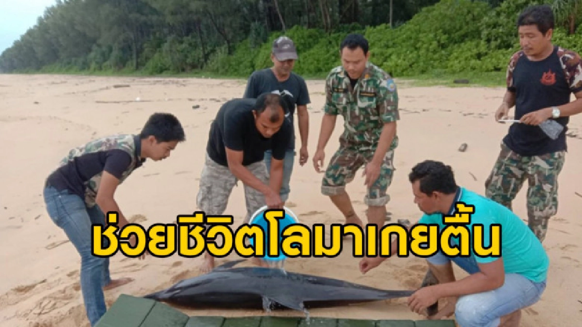 จนท.ช่วยชีวิตโลมาปากขวดเกยตื้นบาดเจ็บริมหาด จนท.ช่วยชีวิตโลมาปากขวดเกยตื้นบาดเจ็บริมหาด
