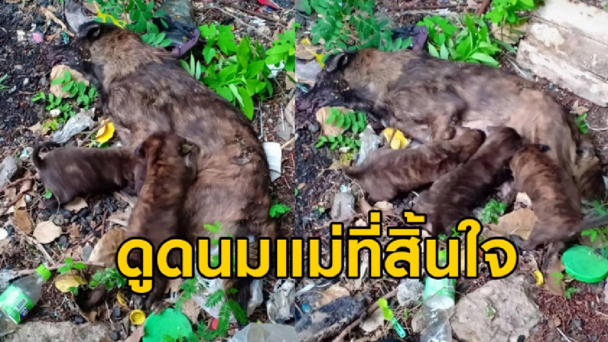 สุดเวทนา ลูกหมาคลานดูดนมแม่หมาที่ถูกใช้เหล็กฟาดจนสิ้นใจ สุดเวทนา ลูกหมาคลานดูดนมแม่หมาที่ถูกใช้เหล็กฟาดจนสิ้นใจ