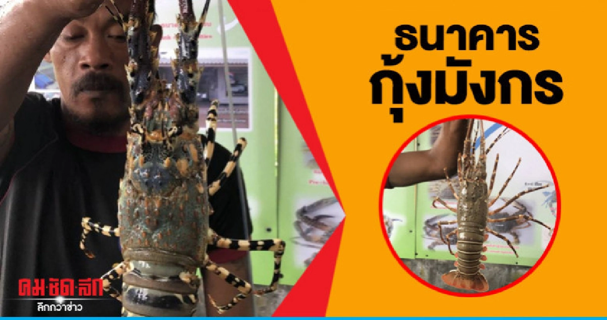 เตรียมตั้งธนาคารกุ้งมังกร-ดันเป็นสัตว์น้ำเศรษฐกิจ เตรียมตั้งธนาคารกุ้งมังกร-ดันเป็นสัตว์น้ำเศรษฐกิจ