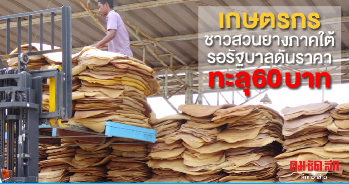 เกษตรกรชาวสวนยางภาคใต้  รอรัฐบาลดันราคาทะลุ 60 บาท