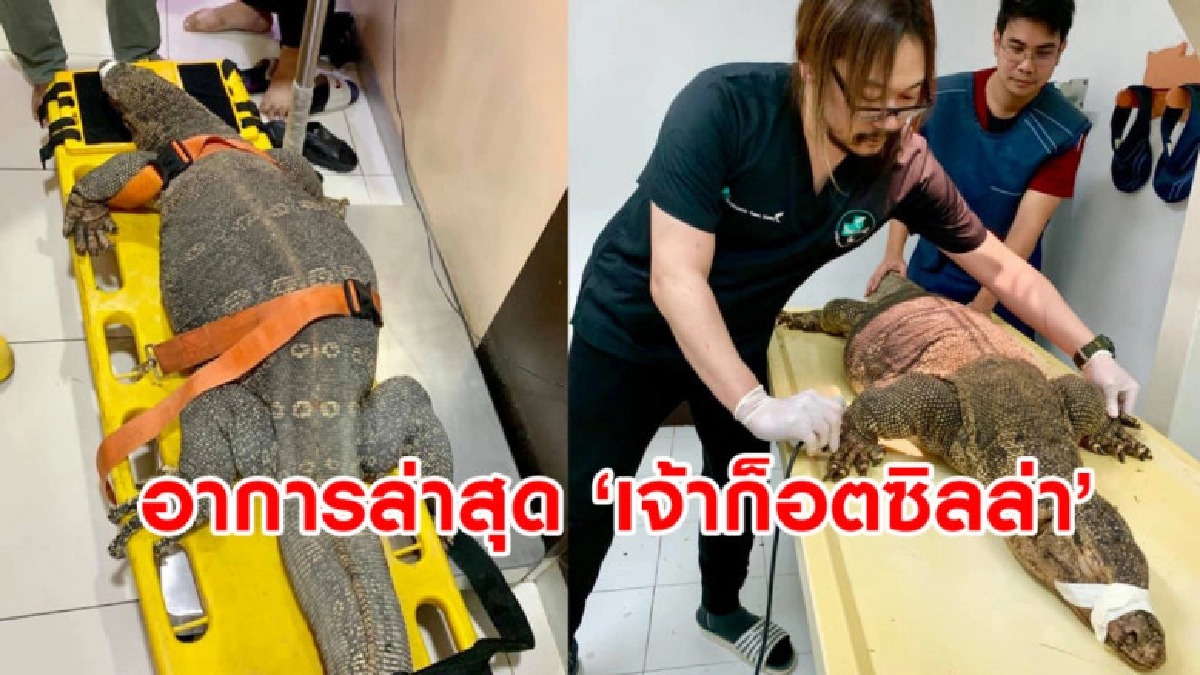 ตัวเงินตัวทองที่ถูกคนร้ายตี หมอหวั่นอาจตาบอดอีกข้าง ตัวเงินตัวทองที่ถูกคนร้ายตี หมอหวั่นอาจตาบอดอีกข้าง