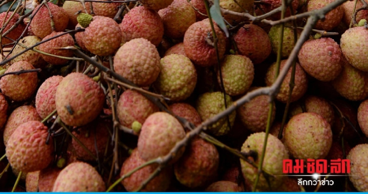 สารพิษในลิ้นจี่คร่าเด็กอินเดียกว่าครึ่งร้อย