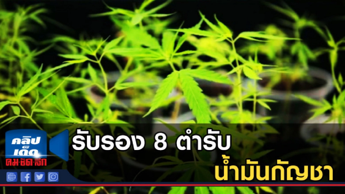 รับรอง 8 ตำรับ น้ำมันกัญชา ใช้ประโยชน์ทางการแพทย์ รับรอง 8 ตำรับ น้ำมันกัญชา ใช้ประโยชน์ทางการแพทย์