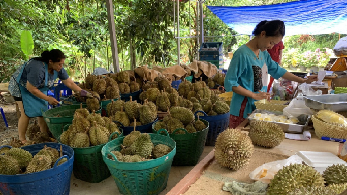 ว่าด้วยการบริโภคทุเรียนของคนไทย ว่าด้วยการบริโภคทุเรียนของคนไทย