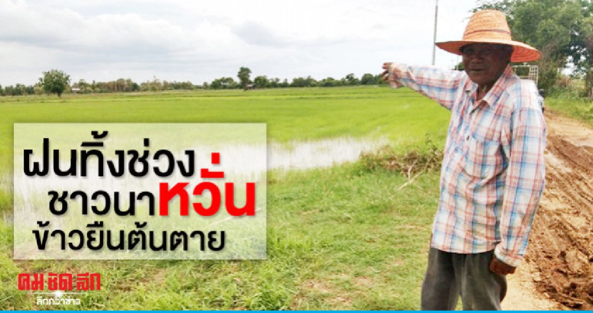 ฝนทิ้งช่วง ชาวนาหวั่นข้าวยืนต้นตาย ฝนทิ้งช่วง ชาวนาหวั่นข้าวยืนต้นตาย