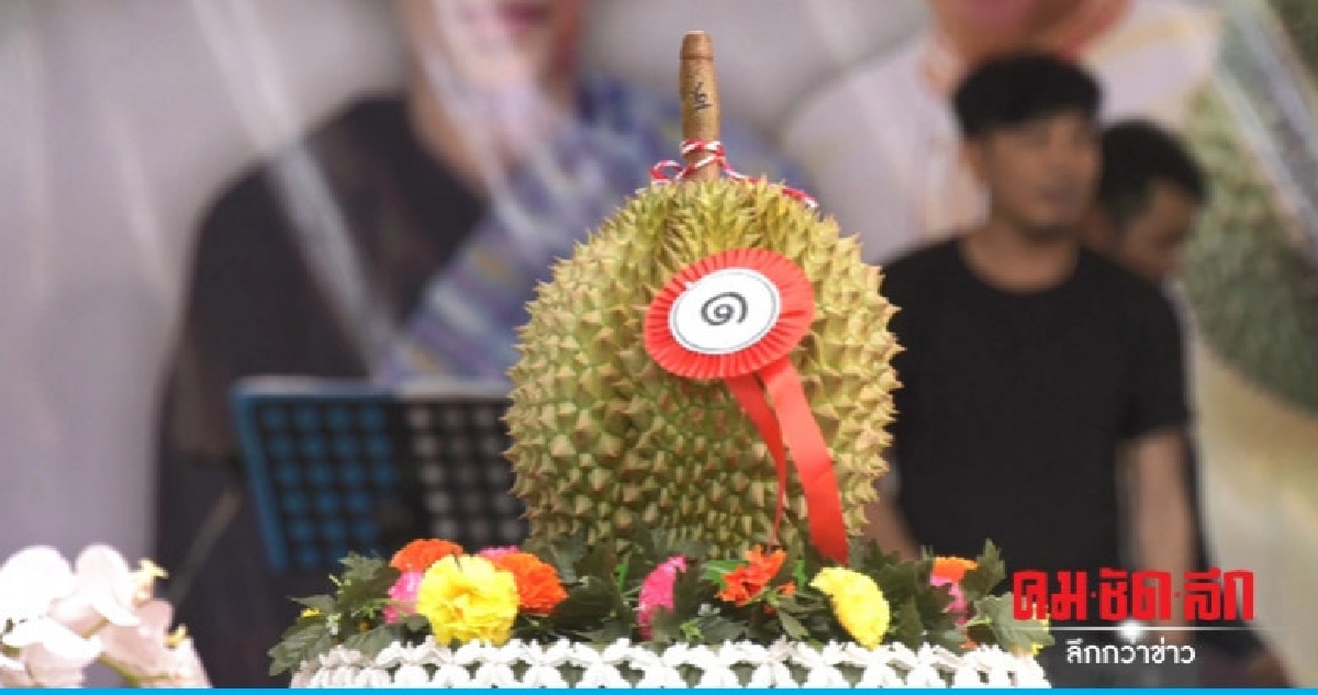 ทุเรียนภูเขาไฟลูกละ 159,999 บาท ทุเรียนภูเขาไฟลูกละ 159,999 บาท