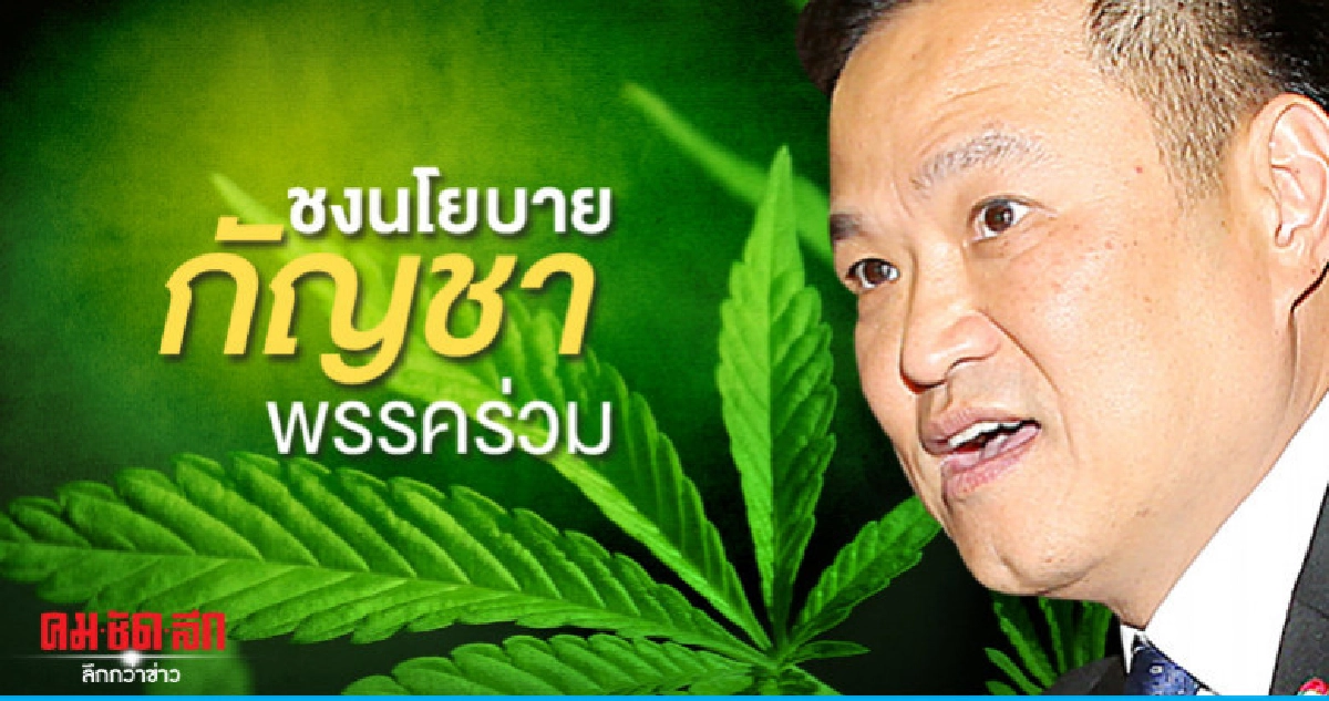 "อนุทิน"ชงนโยบายกัญชาพรรคร่วม "อนุทิน"ชงนโยบายกัญชาพรรคร่วม
