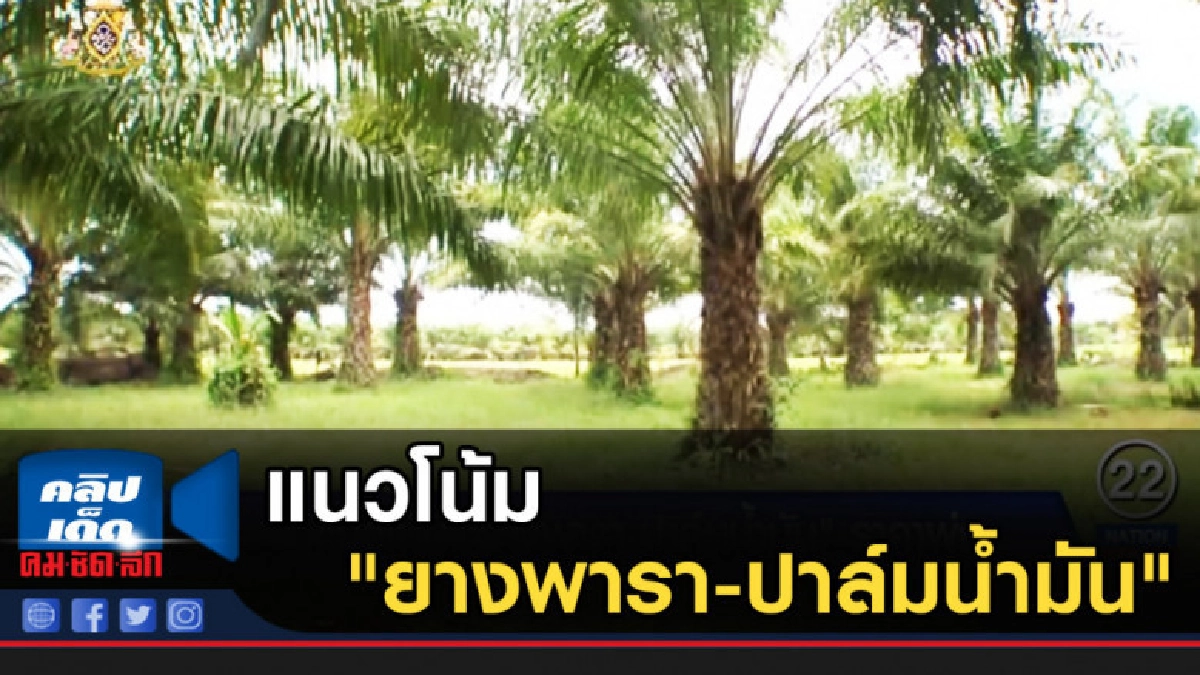 แนวโน้ม "ยางพารา-ปาล์มน้ำมัน" ราคาพุ่ง แนวโน้ม "ยางพารา-ปาล์มน้ำมัน" ราคาพุ่ง