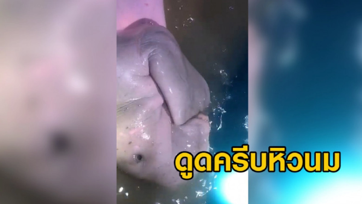 คลิปพะยูน 'มาเรียม' ดูดครีบเสียงดังจ๊วบๆหิวนม น่าเอ็นดูสุดๆ