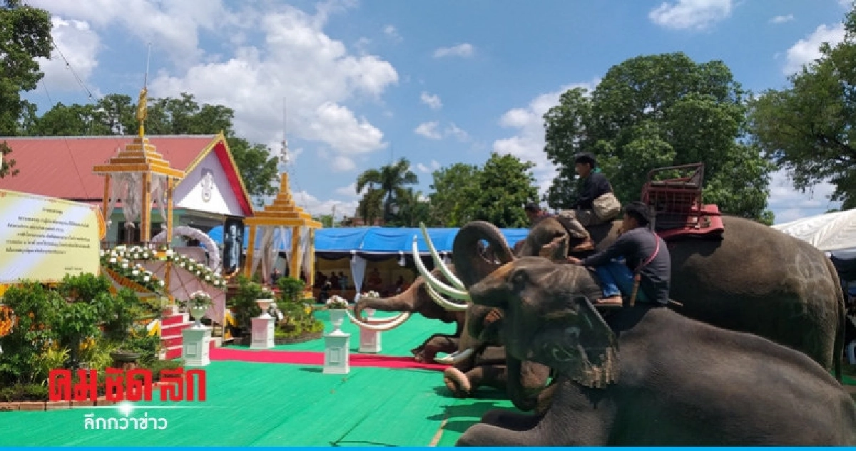 ช้าง 12 เชือกหมอบกราบส่ง "ดวงวิญญาณตามิว" ครั้งสุดท้าย ช้าง 12 เชือกหมอบกราบส่ง "ดวงวิญญาณตามิว" ครั้งสุดท้าย