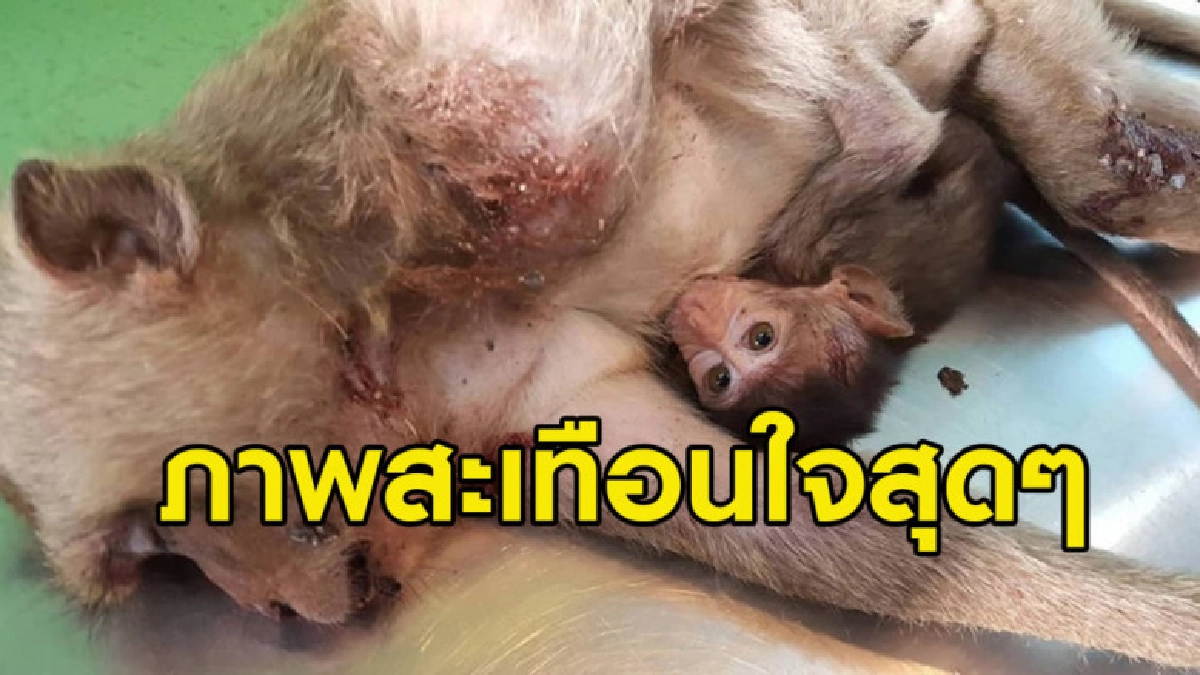 แม่ลิงพลัดตกตึกตาย เอาร่างตัวเองเป็นเกราะกันกระแทกให้ลูกรอด แม่ลิงพลัดตกตึกตาย เอาร่างตัวเองเป็นเกราะกันกระแทกให้ลูกรอด