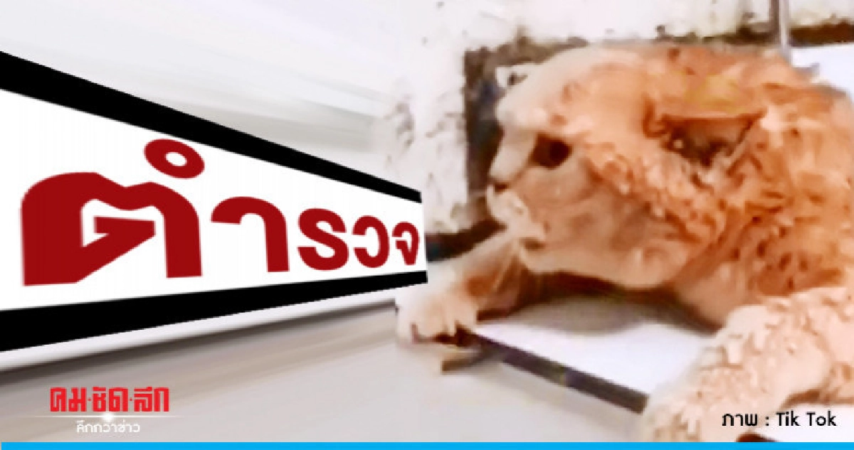 เมื่อเจ้าเหมียวต้องการความช่วยเหลือ