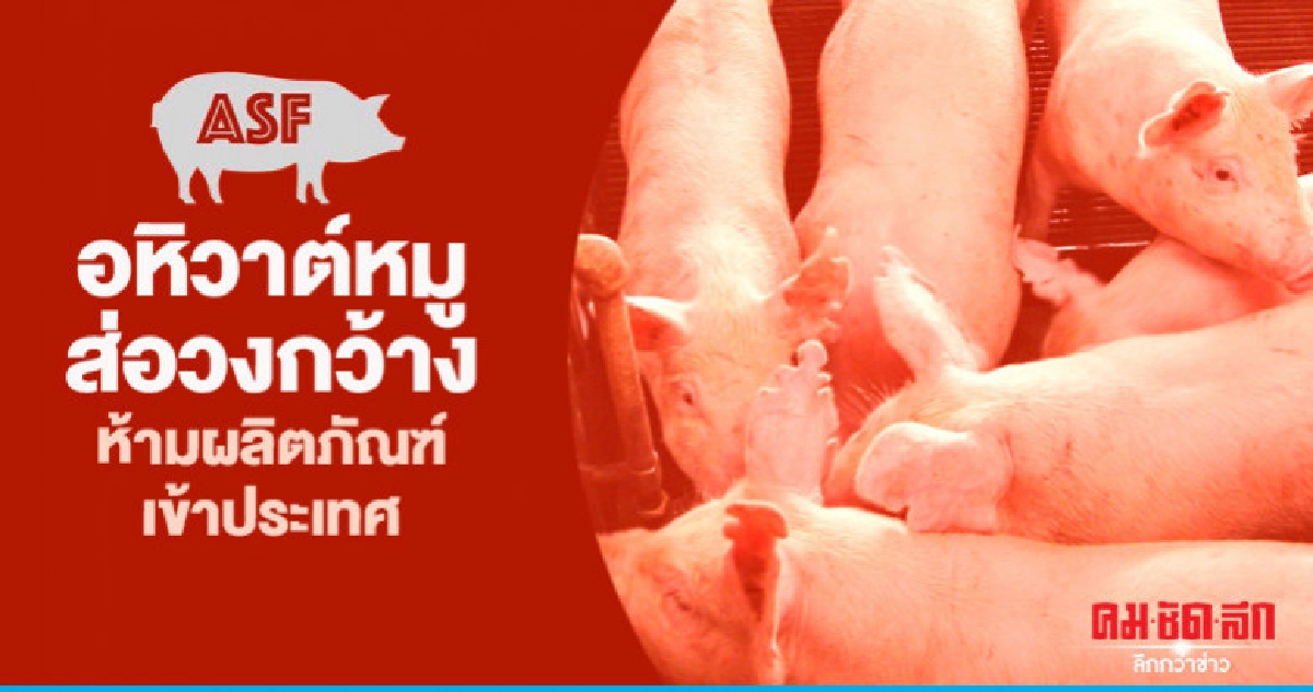 "อหิวาต์แอฟริกา"ส่อวงกว้างห้ามผลิตภัณฑ์เข้าประเทศ "อหิวาต์แอฟริกา"ส่อวงกว้างห้ามผลิตภัณฑ์เข้าประเทศ