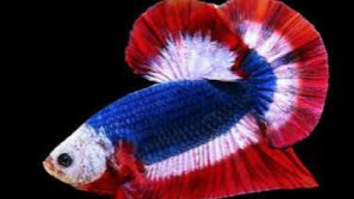  โชว์สัตว์น้ำ100สายพันธุ์วันประมงน้อมเกล้า