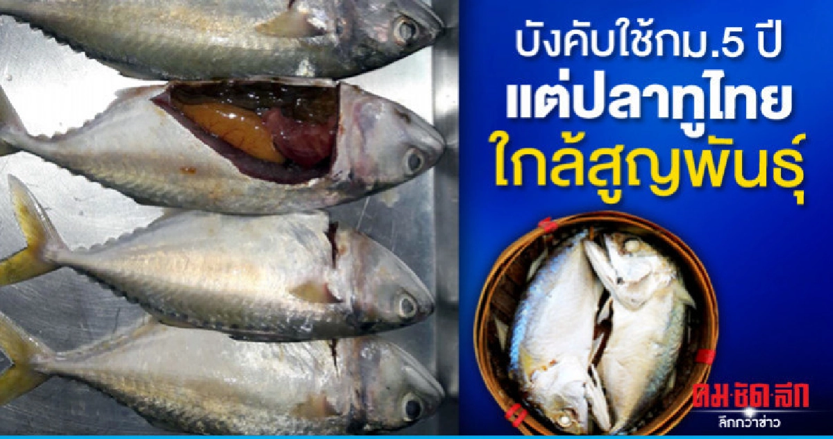 ส.ประมงจวกบังคับใช้กม.5 ปีแต่ปลาทูไทยใกล้สูญพันธุ์ 