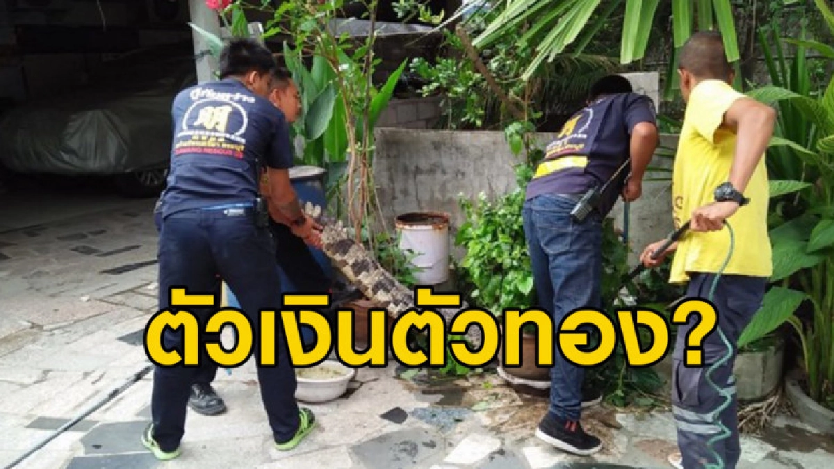 กู้ภัยรับแจ้งให้ไปจับตัวเงินตัวทอง แต่พอไปถึงกลายเป็นจระเข้ กู้ภัยรับแจ้งให้ไปจับตัวเงินตัวทอง แต่พอไปถึงกลายเป็นจระเข้