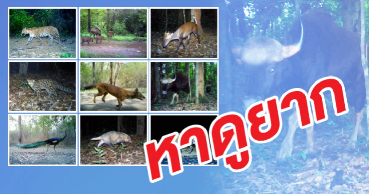 ตื่นตา สัตว์ป่าหาดูยาก 