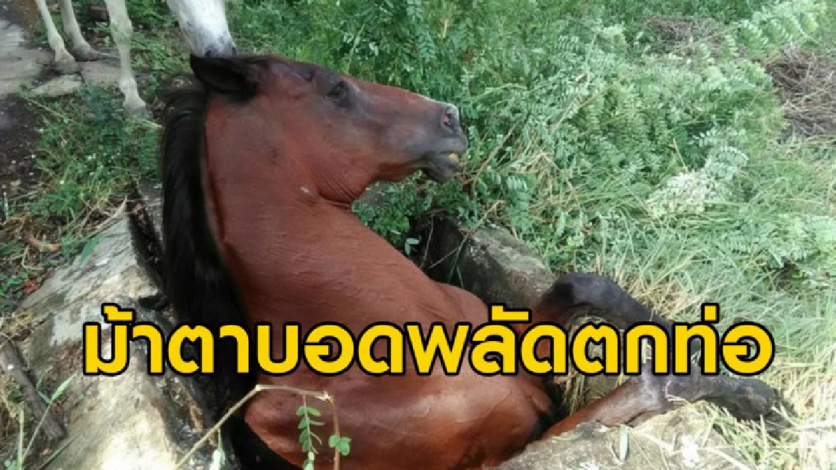 จนท. ระดมกำลังช่วยม้าตาบอดพลัดต่อท่อระบายน้ำ จนท. ระดมกำลังช่วยม้าตาบอดพลัดต่อท่อระบายน้ำ