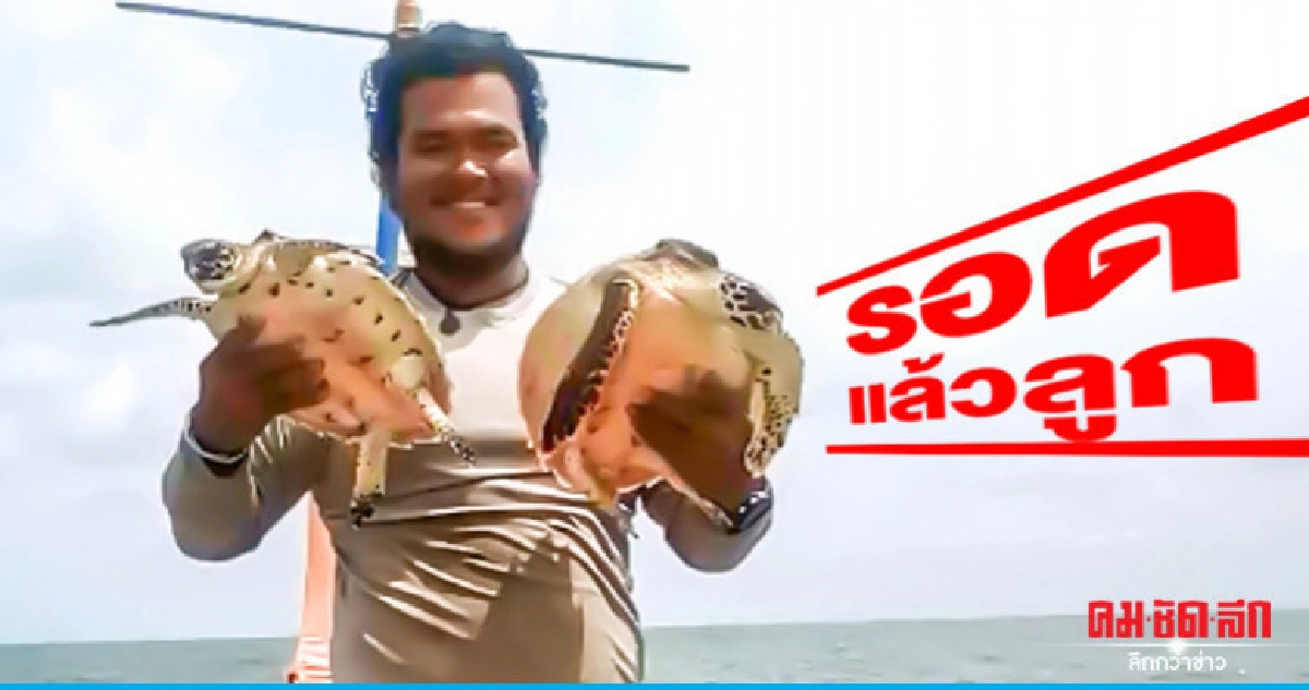 (คลิป) หนุ่มใจบุญ ช่วย 2 เต่า พ้นอวนพิฆาตขยะทะเล (คลิป) หนุ่มใจบุญ ช่วย 2 เต่า พ้นอวนพิฆาตขยะทะเล