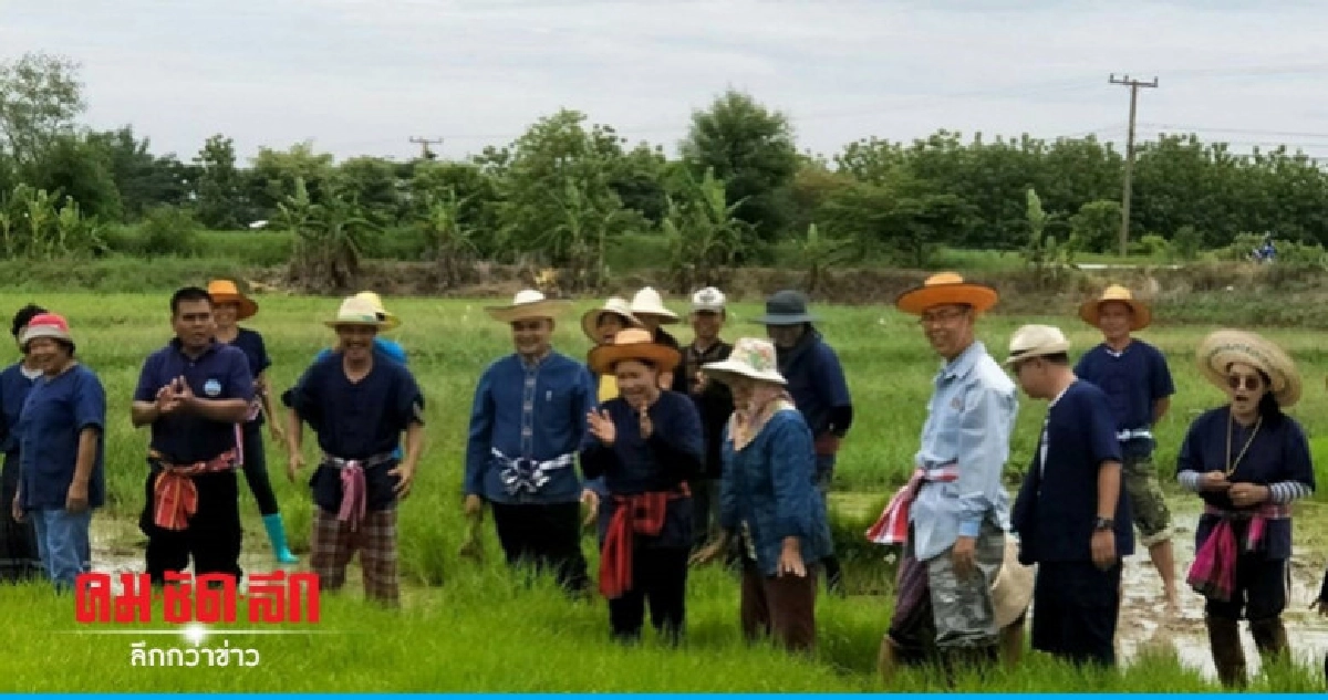 ผวจ. ลงแขกดำนาสืบสานประเพณี ผวจ. ลงแขกดำนาสืบสานประเพณี