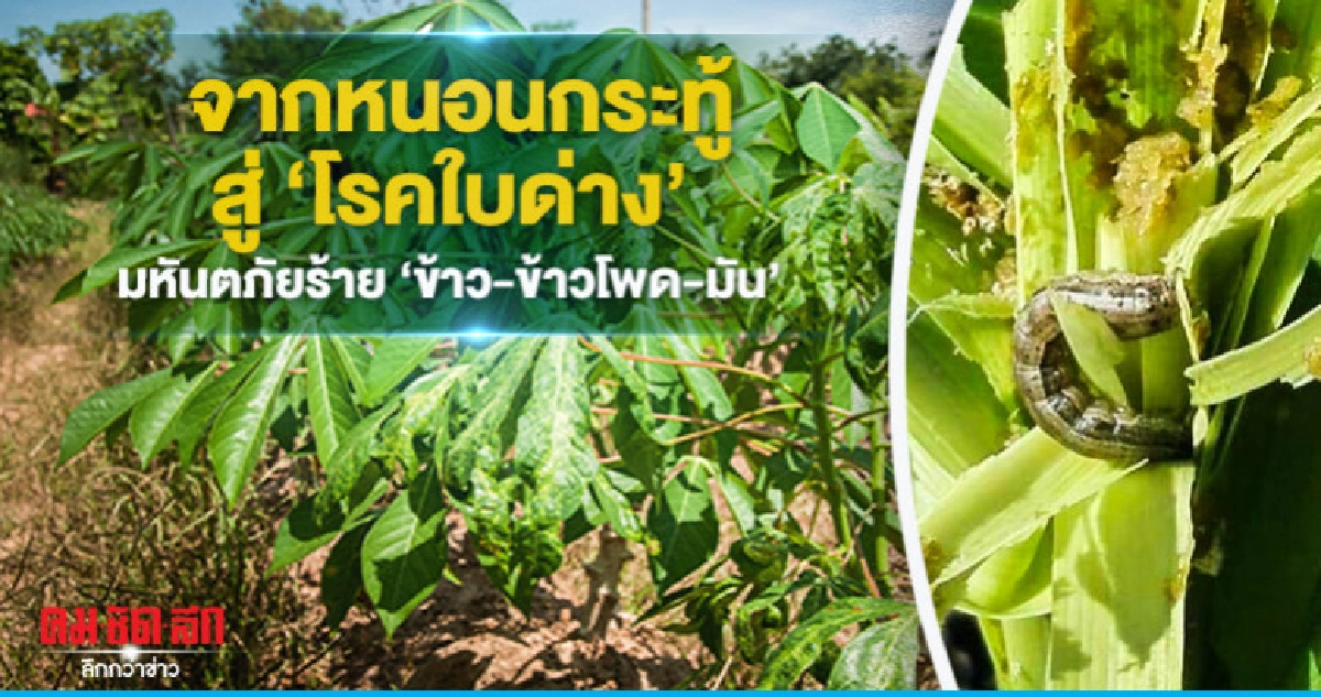  จากหนอนกระทู้สู่"โรคใบด่าง" มหันตภัยร้าย"ข้าว-ข้าวโพด-มัน"