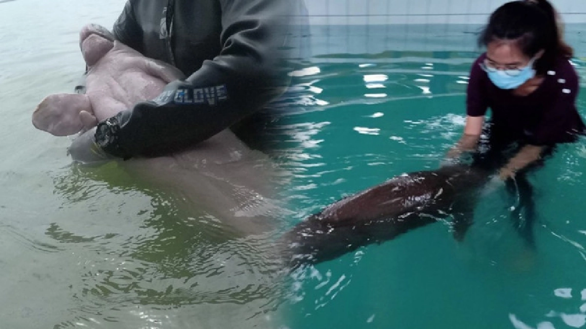 พระองค์หญิงฯรับ 2 พะยูนไว้ในพระอุปถัมภ์ เผยความหมายชื่อยามีล พระองค์หญิงฯรับ 2 พะยูนไว้ในพระอุปถัมภ์ เผยความหมายชื่อยามีล