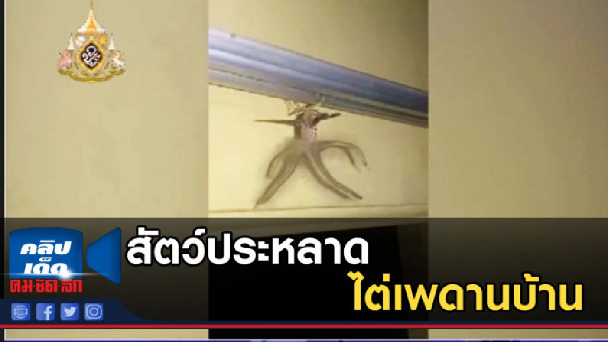 สุดช็อค หนุ่มอินโดฯ เจอสัตว์ประหลาดคล้ายเอเลียน ไต่เพดานบ้าน