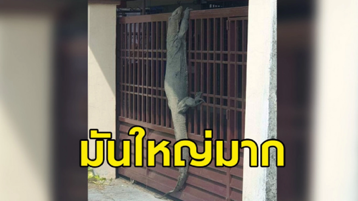 โผล่ต่อเนื่อง ตัวเงินตัวทองยักษ์เกาะรั้วทักทายคนในบ้าน โผล่ต่อเนื่อง ตัวเงินตัวทองยักษ์เกาะรั้วทักทายคนในบ้าน