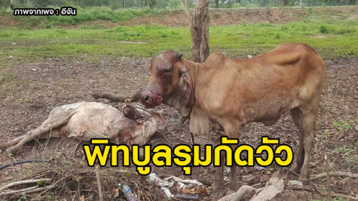 พิทบูลรุมกัดแม่วัวพันธุ์ตายคาที่-ลูกวัวอีกตัวอาการสาหัส พิทบูลรุมกัดแม่วัวพันธุ์ตายคาที่-ลูกวัวอีกตัวอาการสาหัส