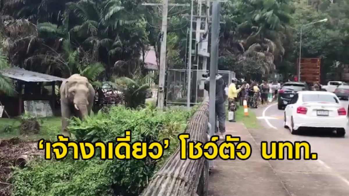 ช้างป่า 'เจ้างาเดี่ยว' บุกเดี่ยวศูนย์อาหารอุทยานฯ เขาใหญ่