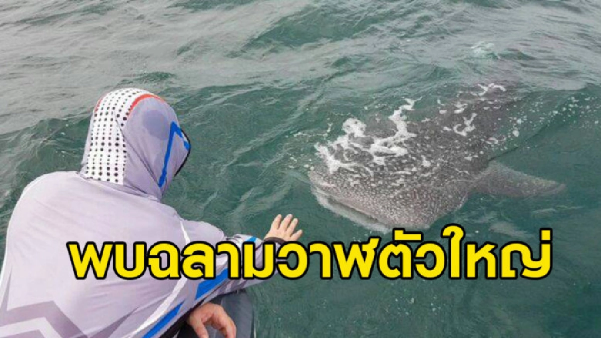 ฮือฮา พบฉลามวาฬตัวใหญ่โผล่ผิวน้ำอวดโฉมทะเลสามร้อยยอด ฮือฮา พบฉลามวาฬตัวใหญ่โผล่ผิวน้ำอวดโฉมทะเลสามร้อยยอด