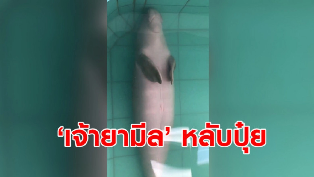 เอ็นดู คลิป 'เจ้ายามีล' หลับปุ๋ยนอนกลางวันสบายใจ เอ็นดู คลิป 'เจ้ายามีล' หลับปุ๋ยนอนกลางวันสบายใจ