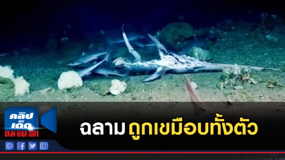 ฉลาม นักล่าแห่งท้องทะเล ถูกเขมือบทั้งตัว ฉลาม นักล่าแห่งท้องทะเล ถูกเขมือบทั้งตัว