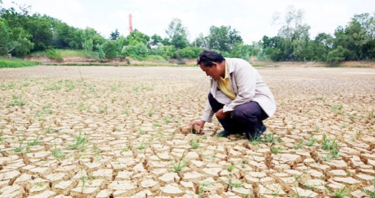 แล้งขยายวงกว้างฝนทิ้งช่วงดินแตกระแหงชาวนาศรีสะเกษระทม แล้งขยายวงกว้างฝนทิ้งช่วงดินแตกระแหงชาวนาศรีสะเกษระทม