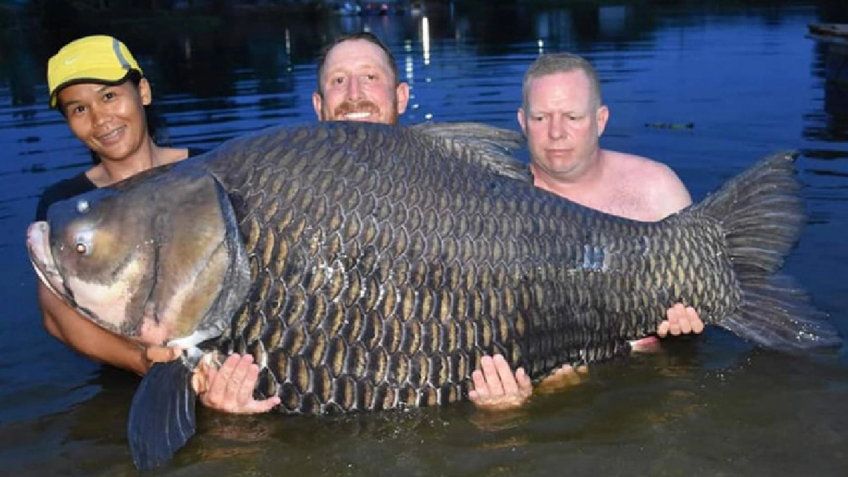 หนุ่มใหญ่ตกปลากระโห้น้ำหนัก 105 กก.ได้ที่ไทย ทำลายสถิติโลก