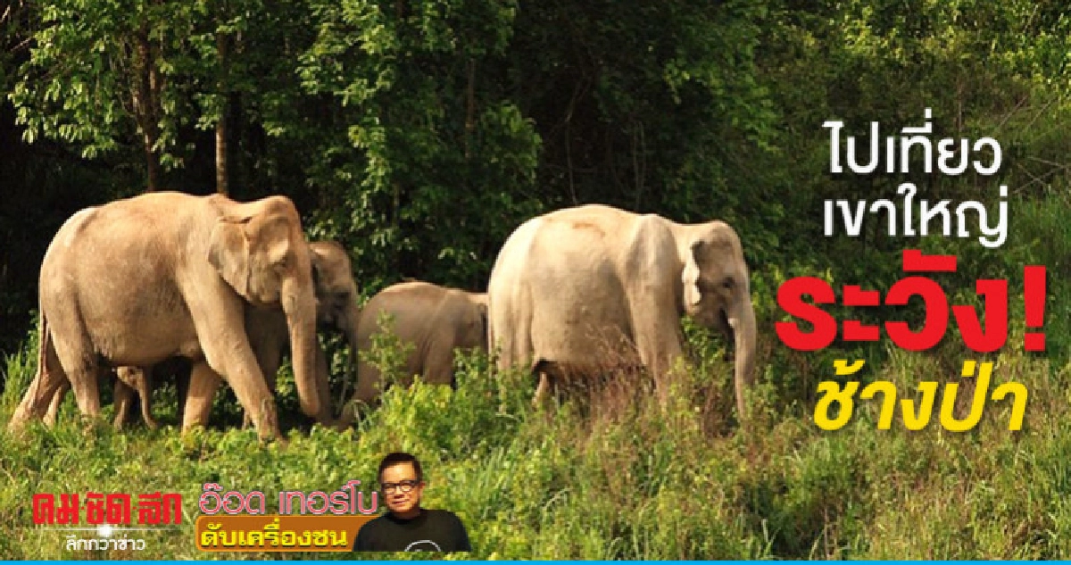 ไปเที่ยวเขาใหญ่ระวัง! ช้างป่า