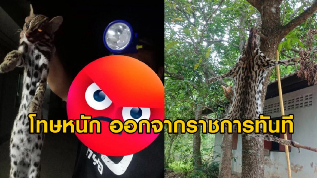 ปลดนายทหารพ้นราชการปมล่าแมวดาวจับถลกหนังตากแดด ปลดนายทหารพ้นราชการปมล่าแมวดาวจับถลกหนังตากแดด
