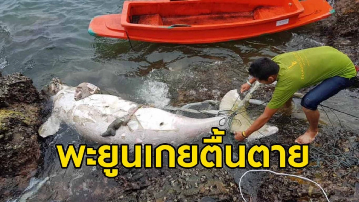 แปลก พบพะยูนเกยตื้นตาย 3 ใน 5 ตัวรอบ 4 เดือนที่กระบี่