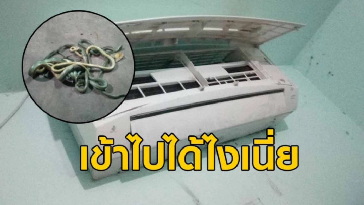 หนุ่มผงะ รื้อแอร์กลางดึกเจองูเขียว 5 ตัวไต่ยั้วเยี้ยชวนขนลุก
