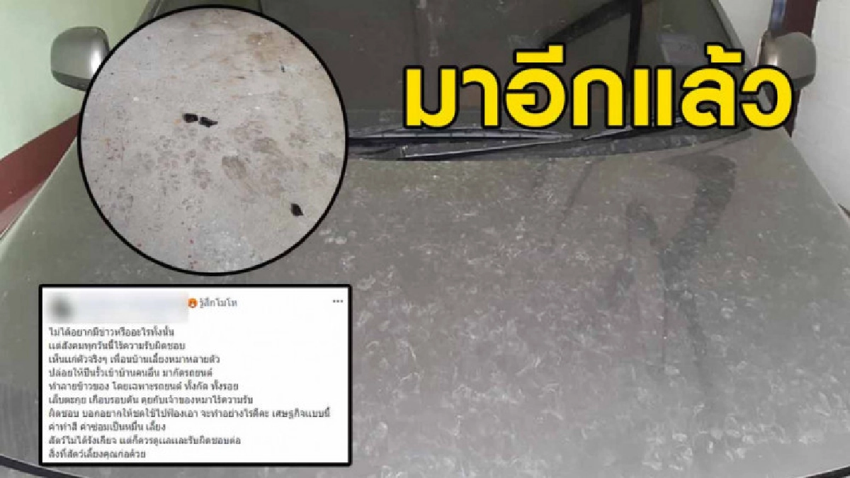 สาวโวย หมาข้างบ้านปีนรั้วมาป่วนตะกุยรถเป็นรอย เจ้าของปัดรับ สาวโวย หมาข้างบ้านปีนรั้วมาป่วนตะกุยรถเป็นรอย เจ้าของปัดรับ