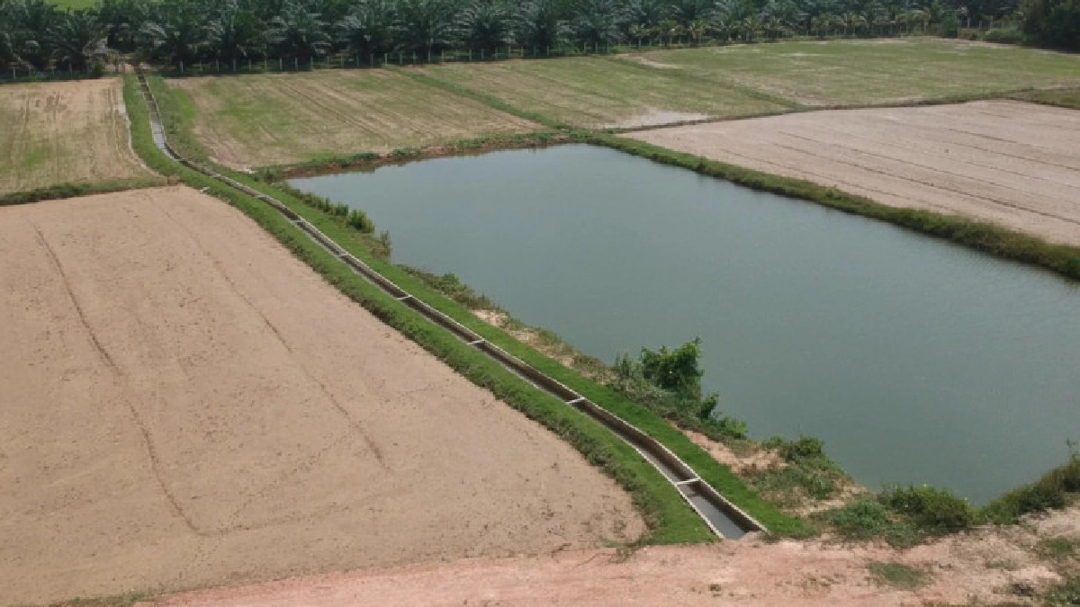 จัดระบบน้ำฝายบ้านพร้าว หมุดหมายพื้นที่การเกษตร พัทลุง จัดระบบน้ำฝายบ้านพร้าว หมุดหมายพื้นที่การเกษตร พัทลุง