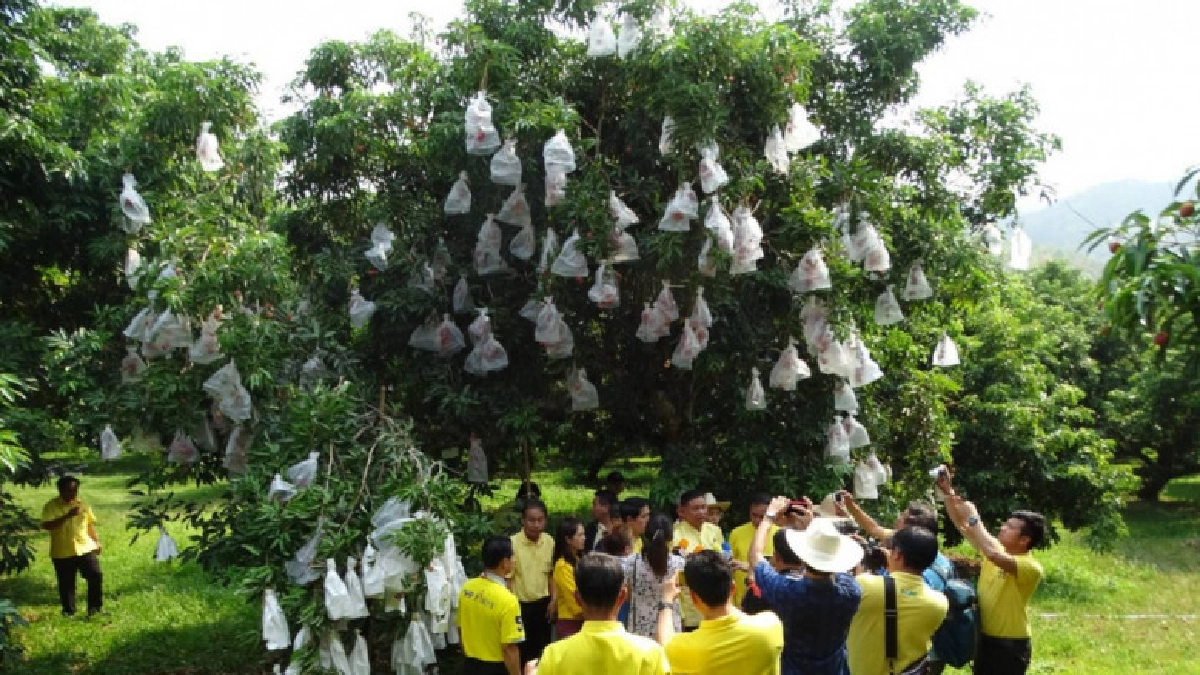 เกษตรฯ เปิดแผนบริหารจัดการผลไม้ ปี 62 มั่นใจราคาดีไม่มีร่วง